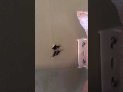 Carpenter Ant Nest Wall Void