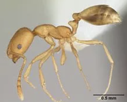 Atlas can help you remove pharaoh ants