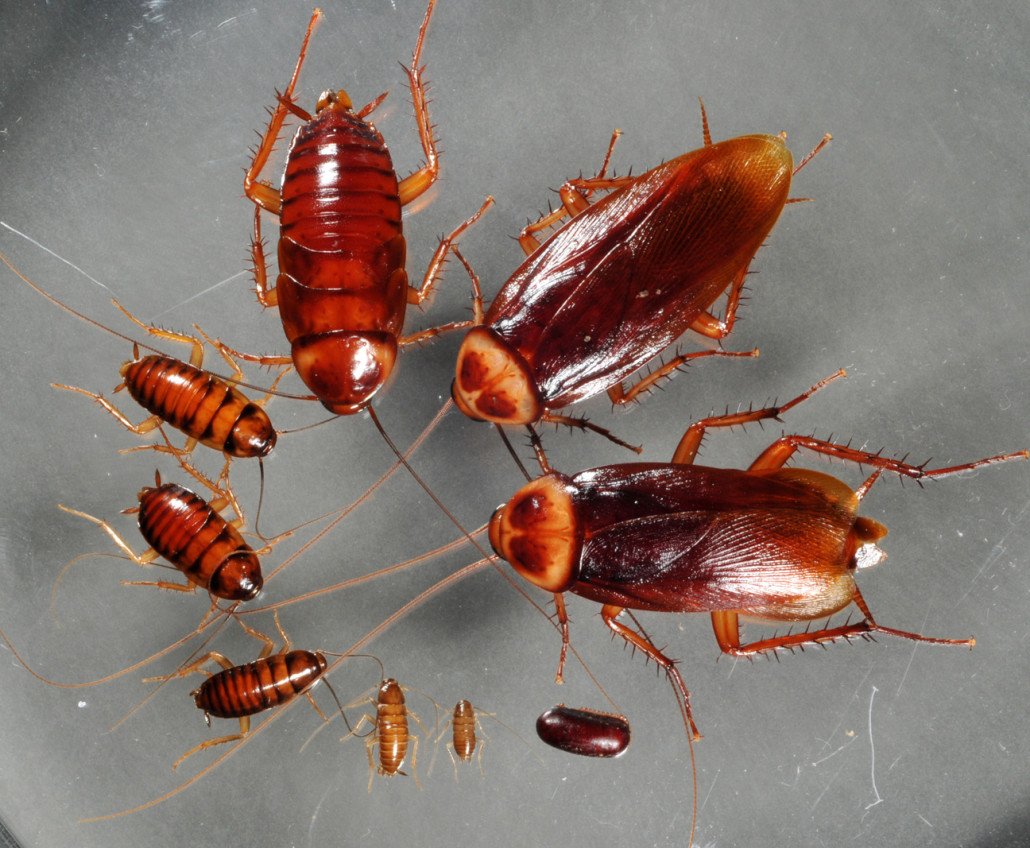 Langley Cockroach Extermination
