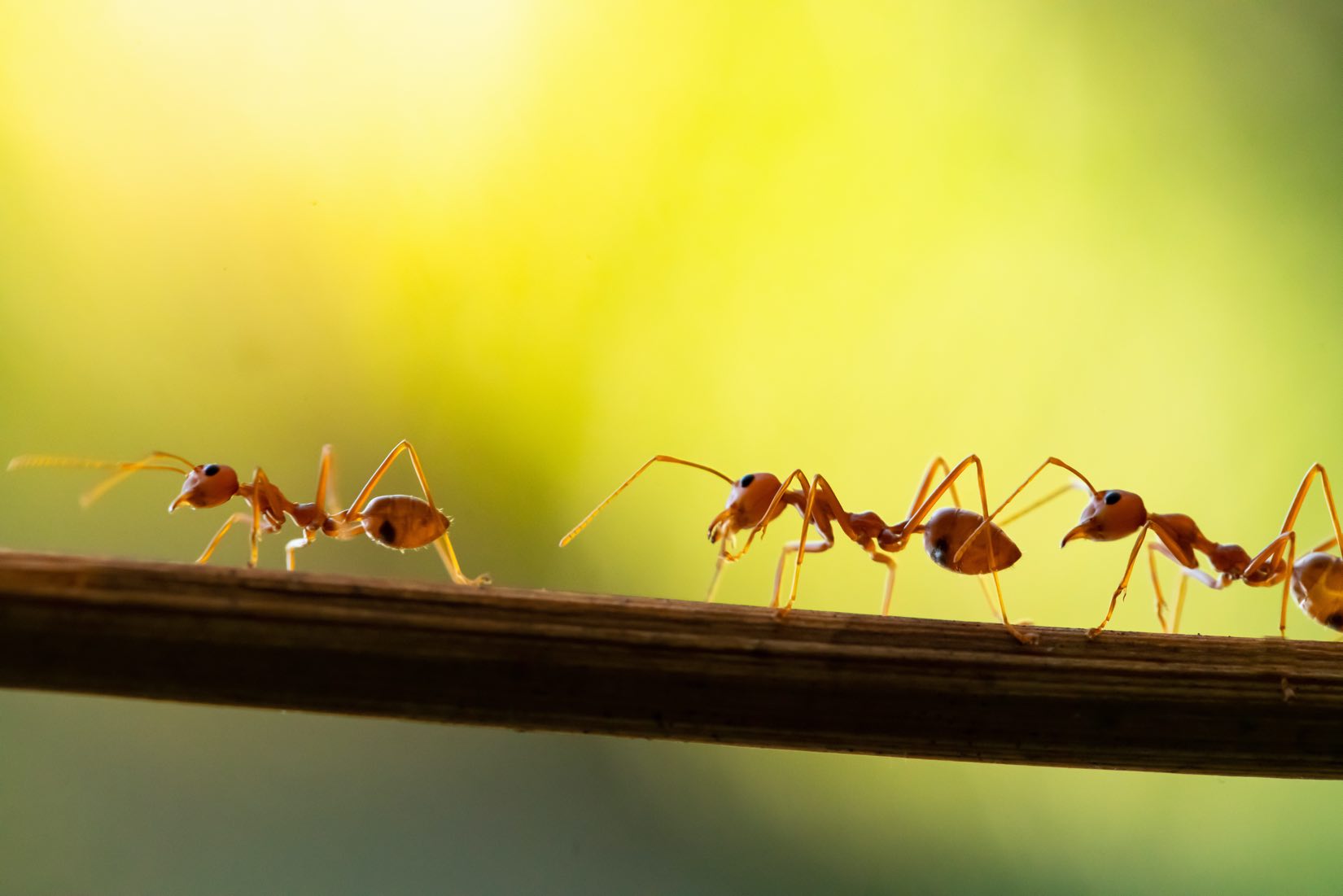 Langley Ant Control