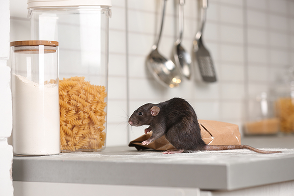 learn how to prevent rats appears at your home in Vancouver