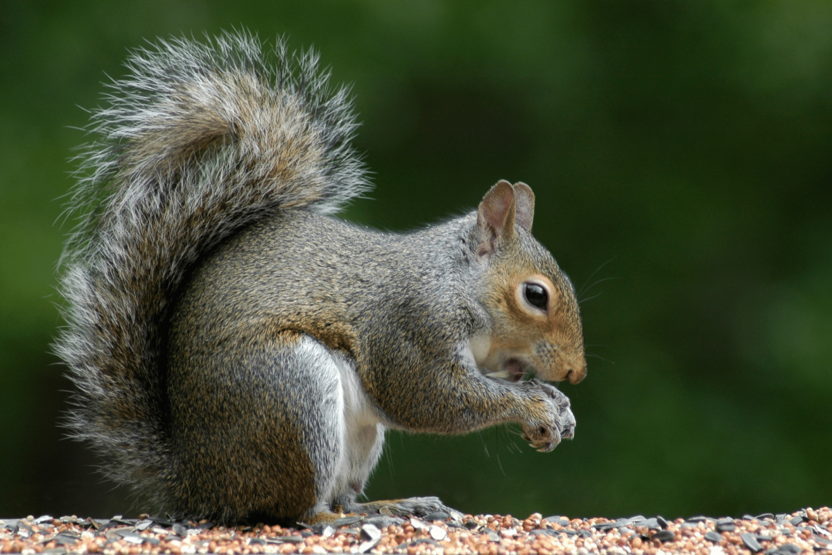 Image of grey squirrel