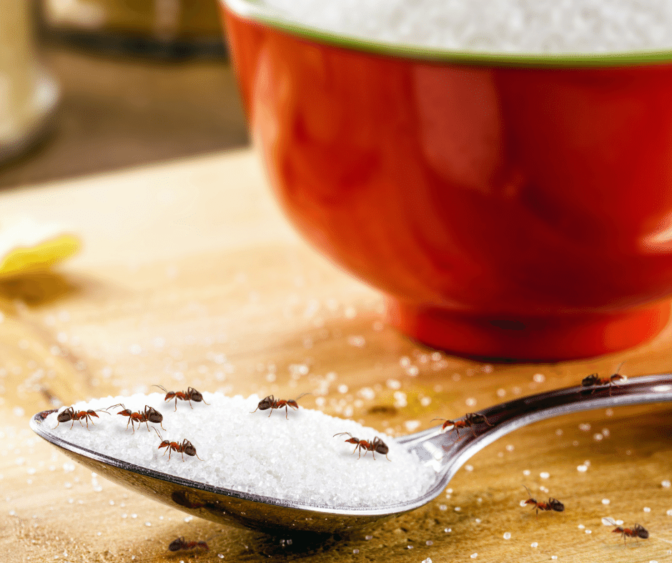 Image of ants crawling over spoonful of sugar