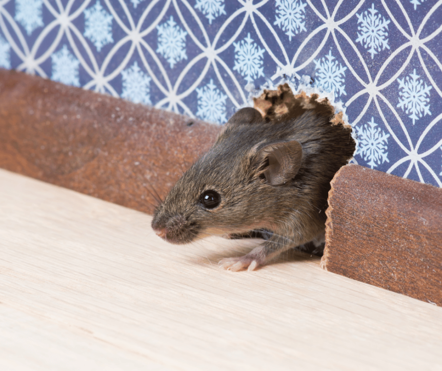 Image of mouse chewing through floorboards