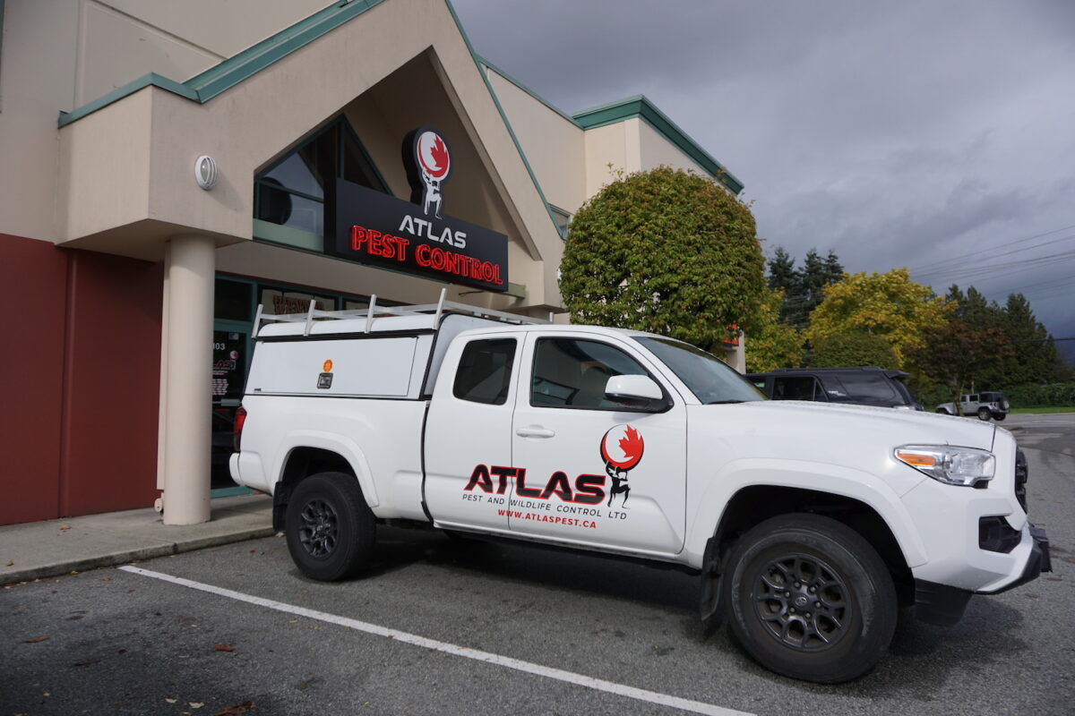 Atlas Pest - Your Trusted Rodent Control Partner in Vancouver